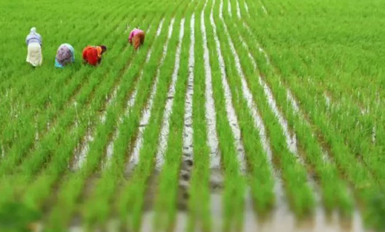 India Positioned for Significant Growth in Agricultural Exports by 2025: Report 3 AGRI 1 India Positioned for Significant Growth in Agricultural Exports by 2025: Report