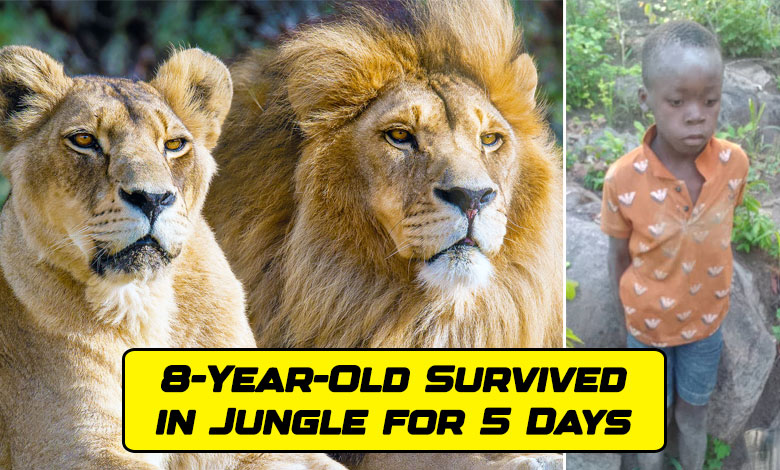 An 8-Year-Old Boy Lost in a Lion-Packed Jungle, Found Alive After 5 Days: How He Survived – Read Here 1 An 8-Year-Old Boy Lost in a Lion-Packed Jungle, Found Alive After 5 Days: How He Survived – Read Here