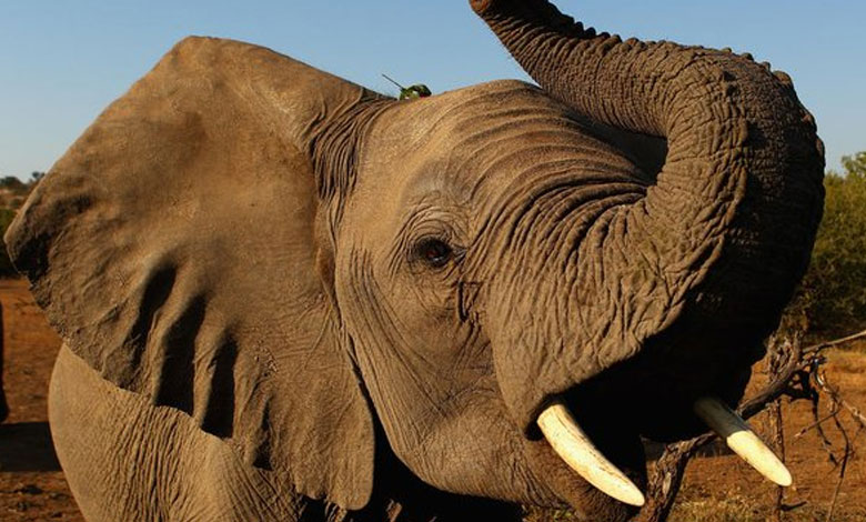 An 8-Year-Old Boy Lost in a Lion-Packed Jungle, Found Alive After 5 Days: How He Survived – Read Here 2 ELEPHANT An 8-Year-Old Boy Lost in a Lion-Packed Jungle, Found Alive After 5 Days: How He Survived – Read Here