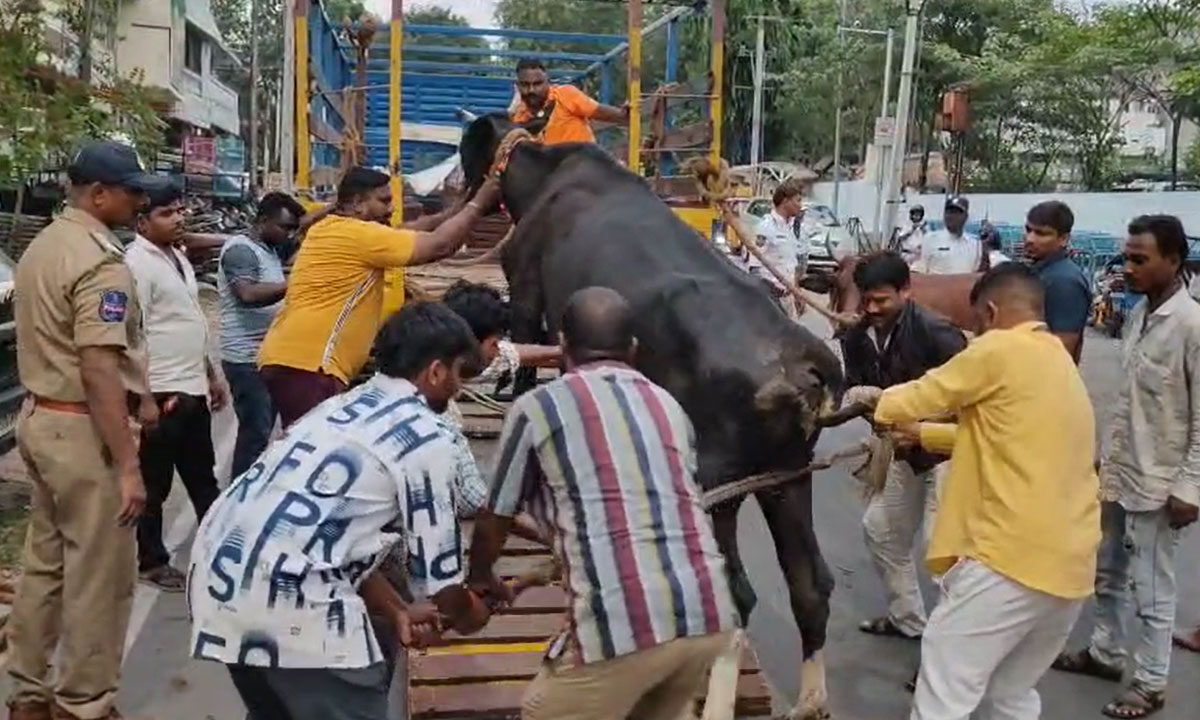 Hyderabad: Stray Cows, Bulls Removed in Joint Operation by Police and GHMC 1 Hyderabad: Stray Cows, Bulls Removed in Joint Operation by Police and GHMC