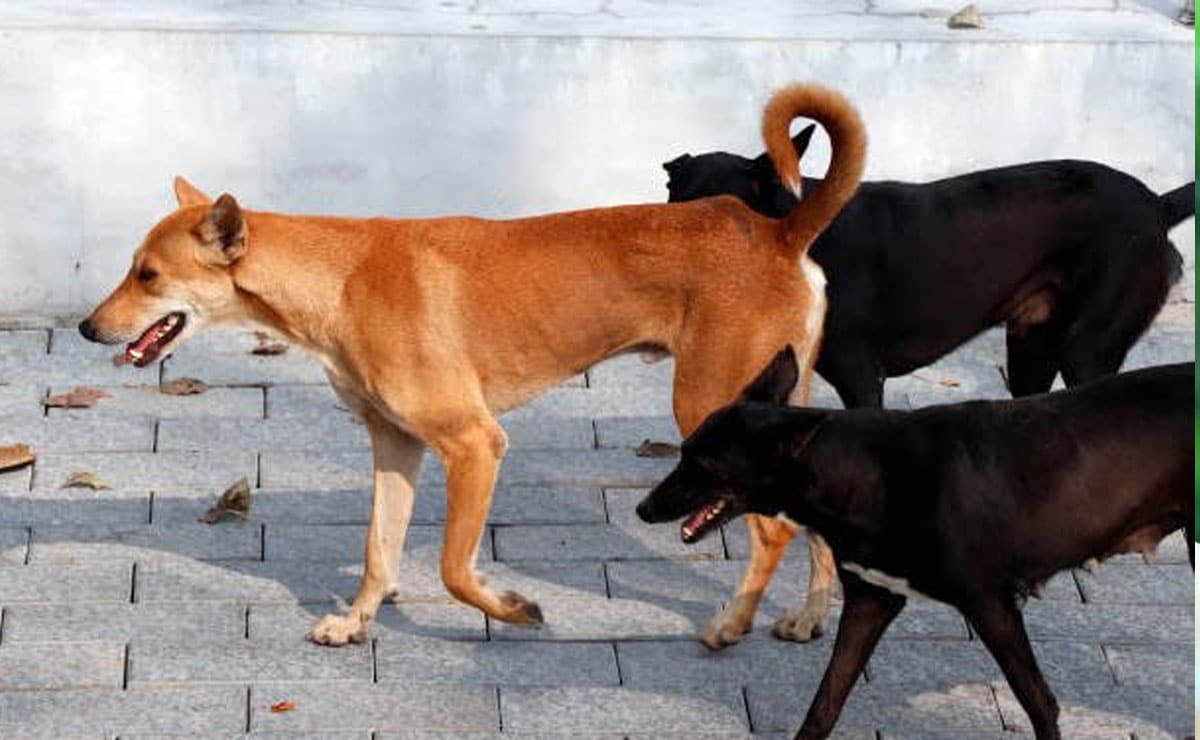 SC modifies earlier directions on stray dogs; orders their release post sterilisation, immunisation