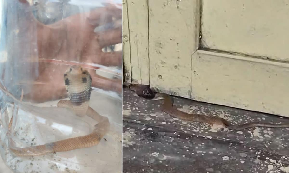 Fear Along Musi River: King Cobra Cubs Enter Homes, Safety Negligence Exposed