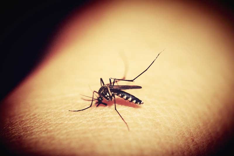 Dengue caseload in Gurugram touches 267