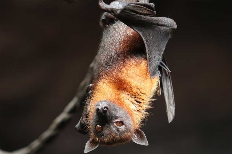 Samples of bats from Kozhikode shows Nipah antibody