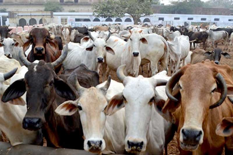 40 tonnes of cattle horns, bones seized in K'taka