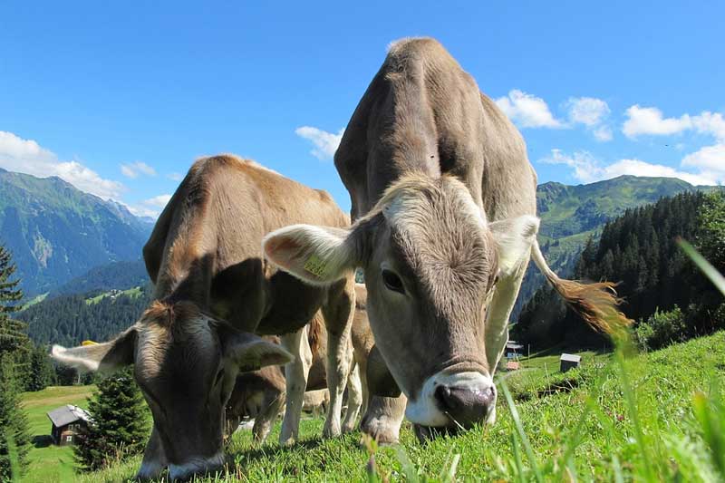 NZ farmer fined for mistreating cows
