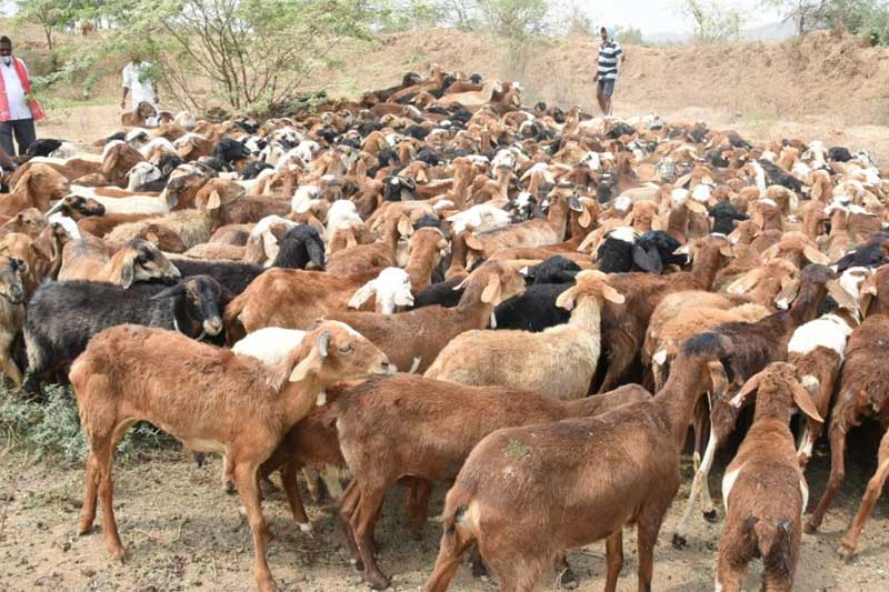 3.8 Lakh Sheep-Units Distributed in First Phase: Telangana Animal Husbandry Minister