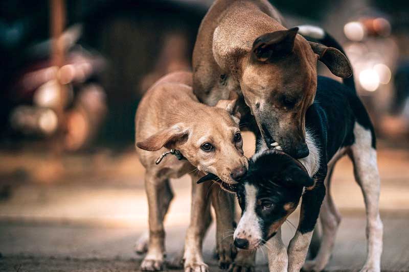 150 Dogs Buried Alive in K'taka's Shivamogga