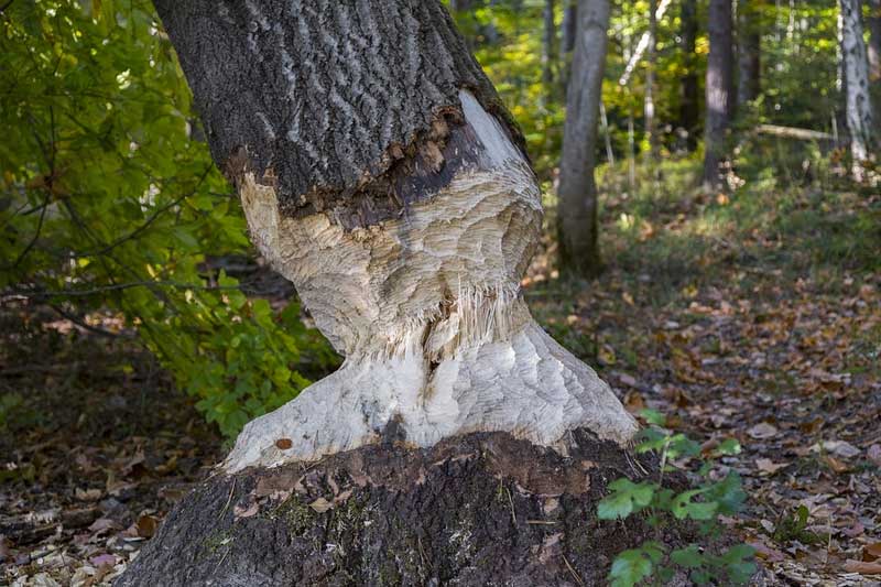 Fine of Rs. 4 Lakh Imposed on Realtor for Cutting Down 65 Trees