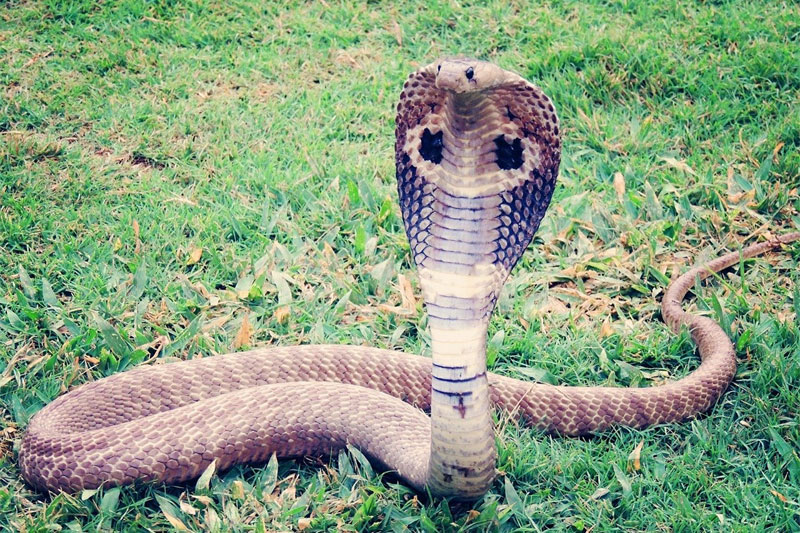 Kerala court convicts man who killed wife using cobra