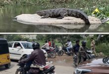 Crocodile Brings Traffic to Standstill at Attapur Near Musi River