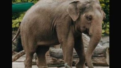 The herd had about two dozen elephants, including two calves. Wildlife experts said that the elephant probably thought that the victim was approaching the calves.