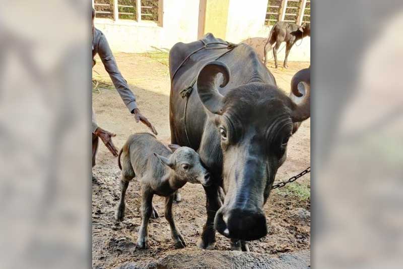 India's first IVF buffalo calf born in Gujarat