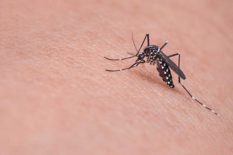 Patna registers rise in vector-borne diseases, slump in Covid cases