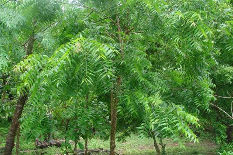 Neem Trees Infected With Virus: Scientists Conducting Research, No Results so far