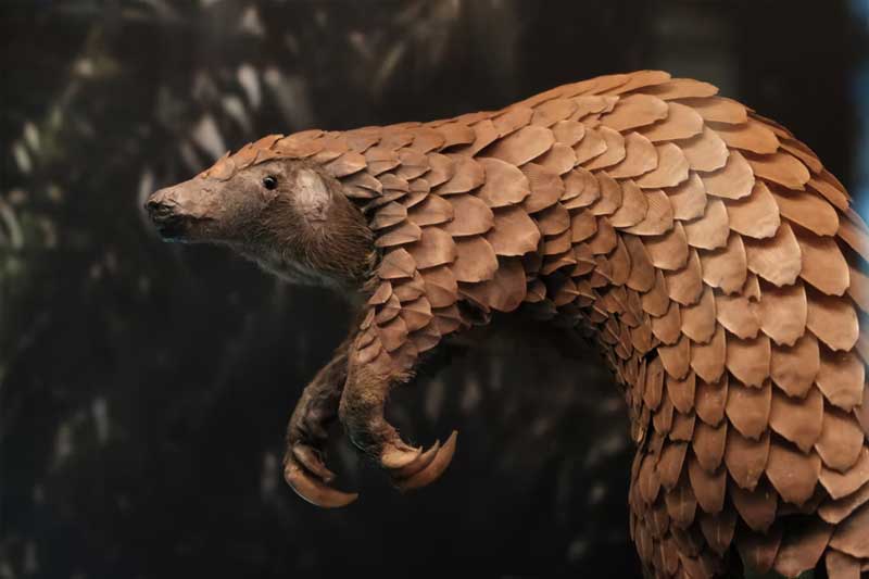 18 booked for smuggling pangolin from UP forest