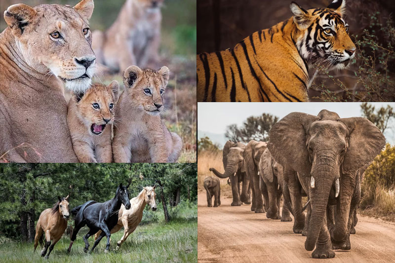 Animal welfare body says replace animals in films using tech