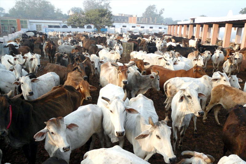 Ambulance service for cows in UP soon