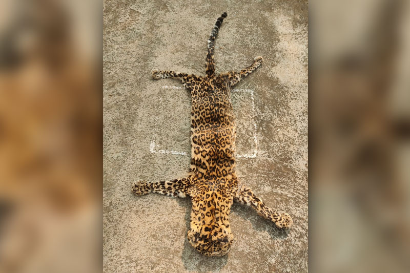 The special task force(STF) of Odisha police on Tuesday seized a leopard skin and arrested two wildlife criminals