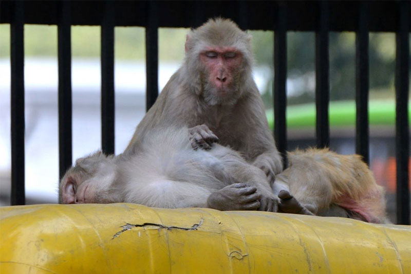 Bus driver fined Rs 2.5 lakhs for mowing down monkey