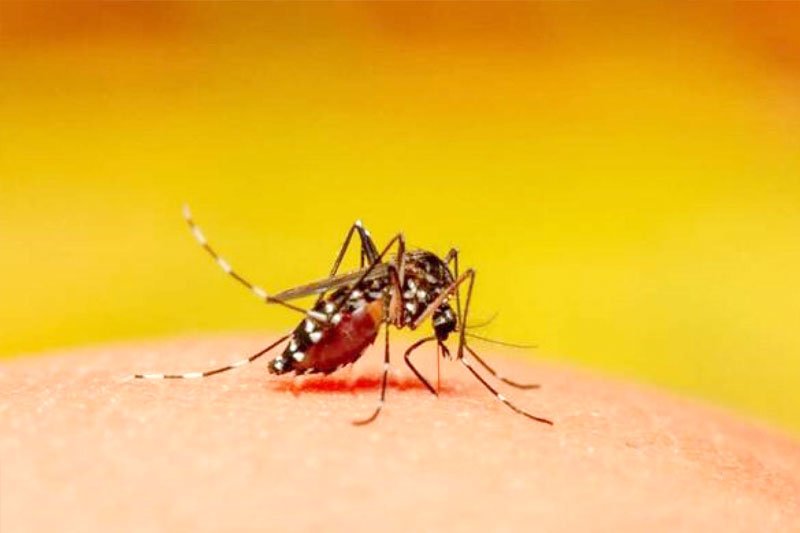 Experts warn of dengue outbreak in Chennai following waterlogging in city