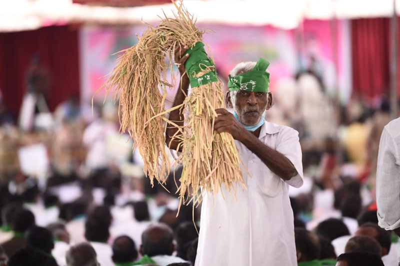 Politics over paddy procurement add to Telangana farmers' dilemma