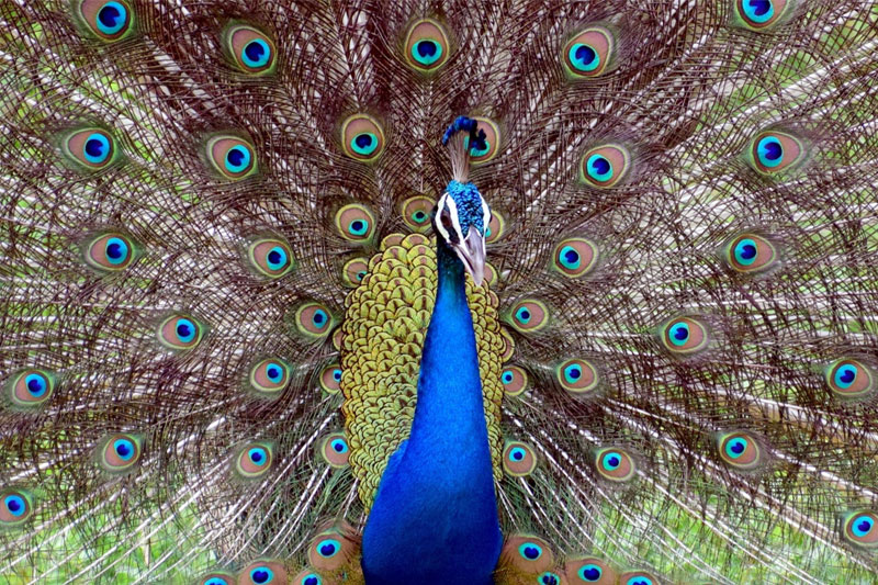 8 peacocks found dead in Agra
