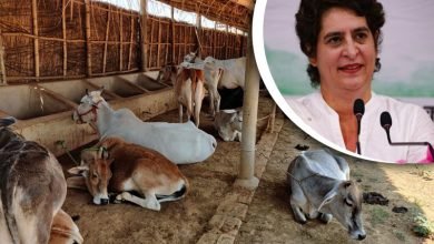 Priyanka attacks Yogi govt over 'pathetic' condition of cow shelters