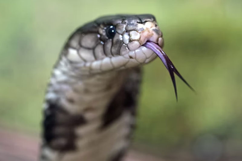 Snake venom worth Rs 1.50 cr seized in Odisha; 2 held