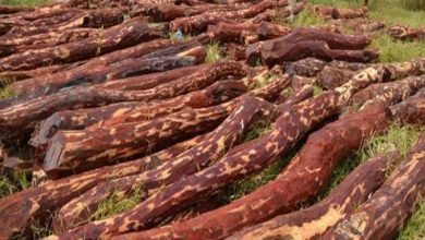 133 kg of sandalwood seized in Kannur, three held