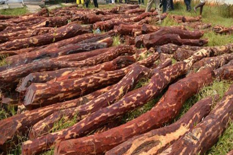 133 kg of sandalwood seized in Kannur, three held