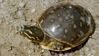 3 held for smuggling turtles in UP