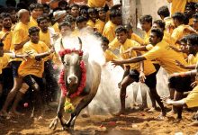 Supreme Court allows bull races in Maharashtra