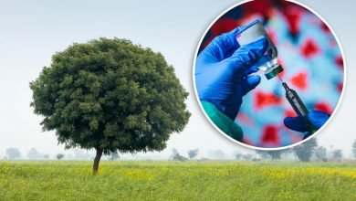 Telangana man climbs on tree to avoid getting vaccinated