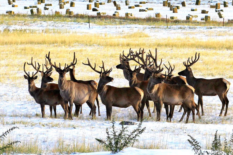 129 deer in US contract Covid, infection likely spread from humans: Study