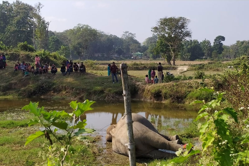 Two elephants die of suspected poisoning in Assam