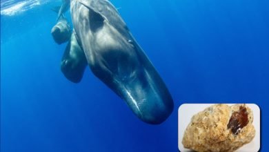 Sperm Whale vomit worth Rs 4 crore seized in K'taka, 3 held