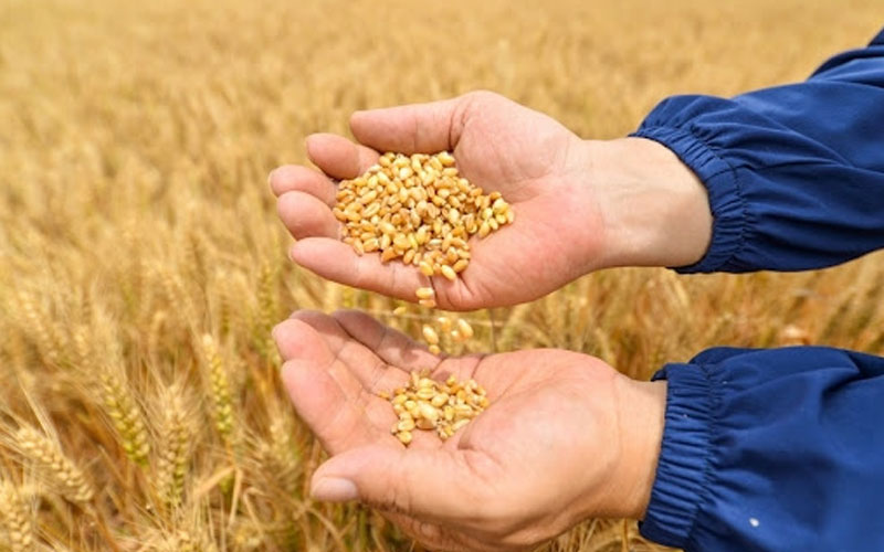 Syrian lab found wheat seeds offered by US contain harmful worm infection