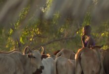 Drought kills 62,585 animals in Tanzania