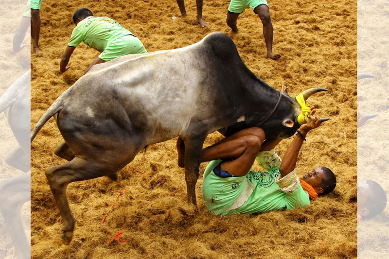 27-year-old gored to death by bull at Jallikattu event in TN