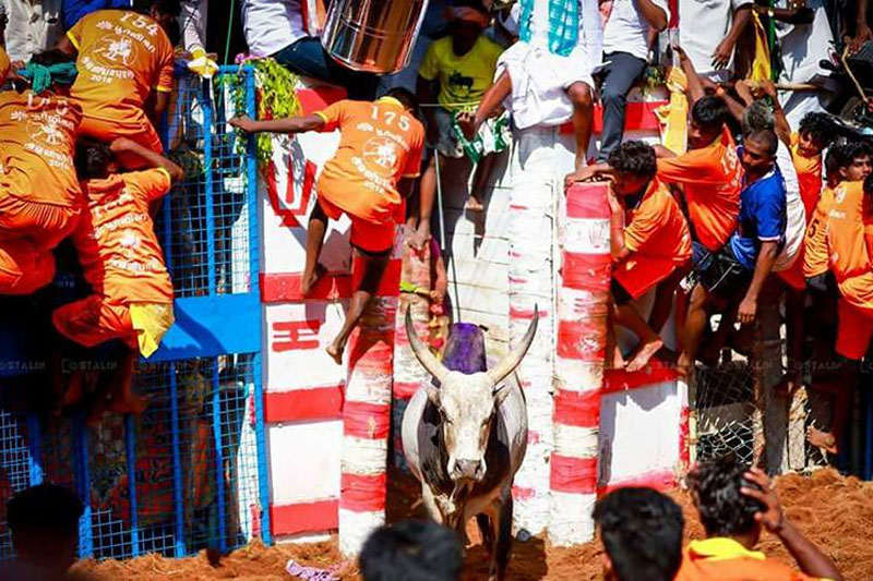 Jallikattu held in TN as part Pongal celebrations