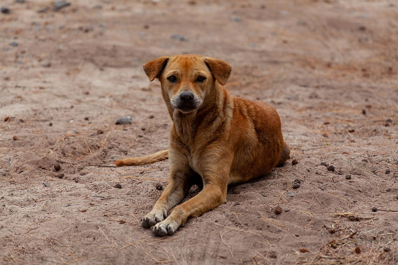 Stray dogs kill 18 sheep in J&K's Ganderbal district