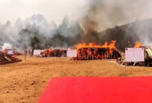 Andhra police burn 2 lakh kg cannabis valued at Rs 500 cr