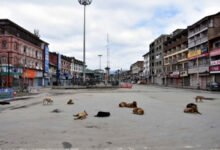 39 people injured in stray dog attack in Srinagar