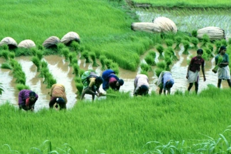MSP distorts mkt prices of farm produce, planting decisions of farmers: US