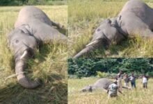 Human-animal conflict in K'taka, elephant shot dead