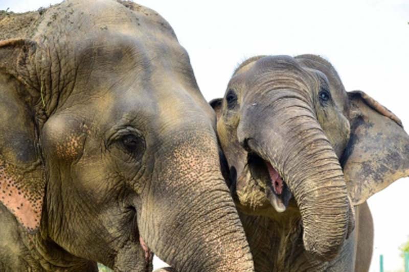 Man-animal conflict: Elephants trample farmer to death in Andhra