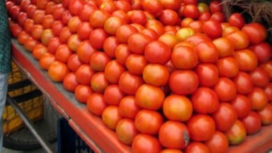 TN introduces mobile processing units in tomato hub Dharmapuri