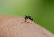 UP on alert over rising dengue cases