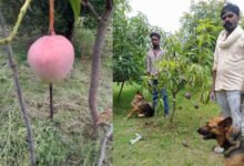 Mangoes worth Rs 2.5 lakh per kg being grown in Jabalpur